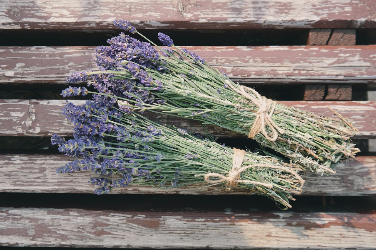 lavanda za dvoriste